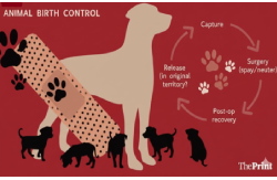 Animal Birth Control Portal